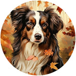 AUSTRALIAN SHEPHERD FALL