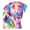 COLORFUL LABRADOR