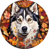 HUSKY AUTUMN