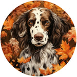 SPRINGER SPANIEL FALL