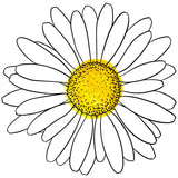 WHITE DAISY