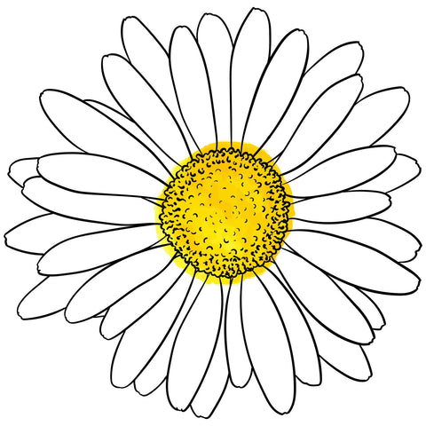 WHITE DAISY