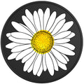 White Daisy